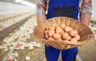 Kementan Tetapkan Harga Ayam Hidup Rp. 19.500 dan Telur Rp. 24.000, Berdampak bagi Peternak