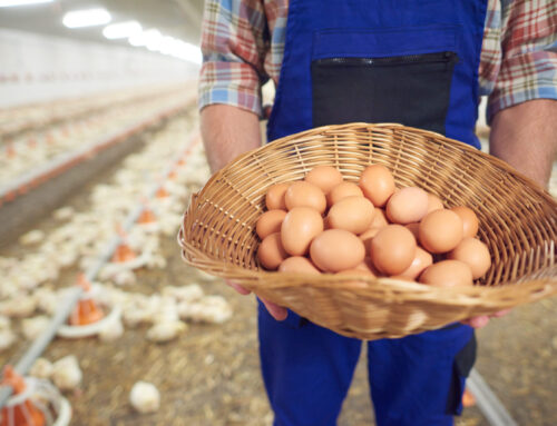 Kementan Tetapkan Harga Ayam Hidup Rp. 19.500 dan Telur Rp. 24.000, Berdampak bagi Peternak